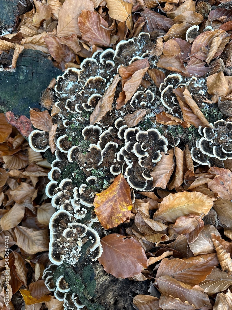 Pilze im Wald