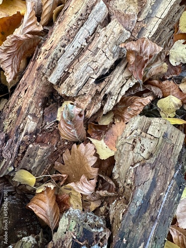 Obraz na płótnie Pilze im Wald w salonie