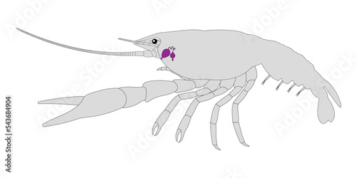 Crayfish Excretory System. Anntenal gland (green gland).