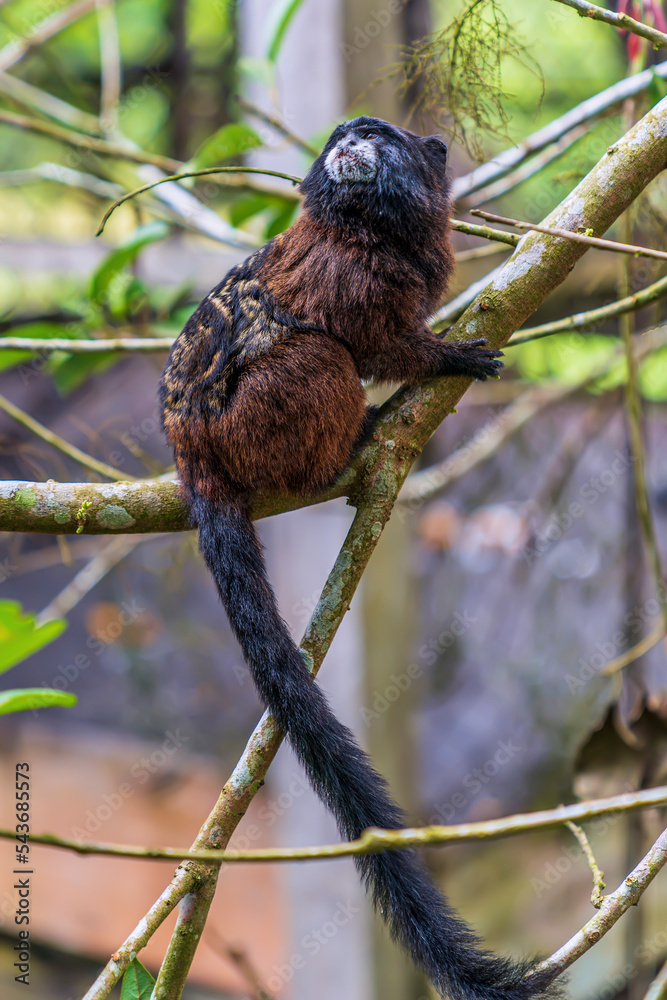 Brown-mantled tamarin