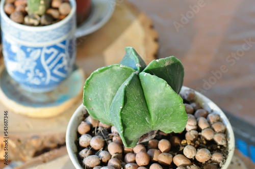 Astrophytum myriostigma, astrophytum myriostigma nudum or astrophytum myriostigma var nudum or cactus photo