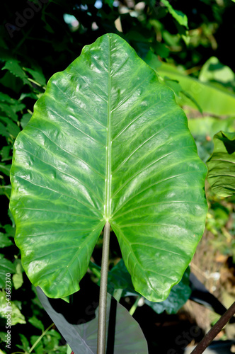 Xanthosoma sagittifolium L Schott, Ear elephant or Giant alocasia or ARACEAE photo