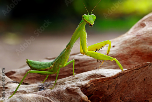 Green mantis on the branch wood