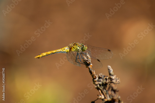 A yellow dragonfly sits on a branch