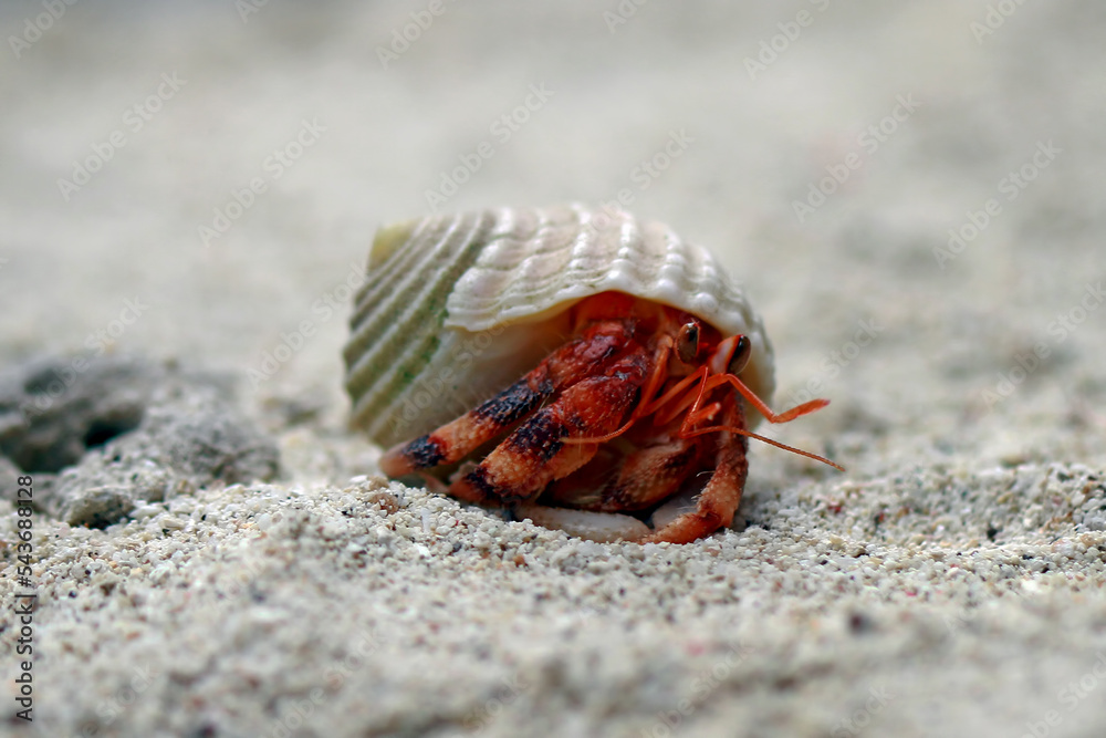 Hermit Crab, Common Name in indonesia is Kelomang