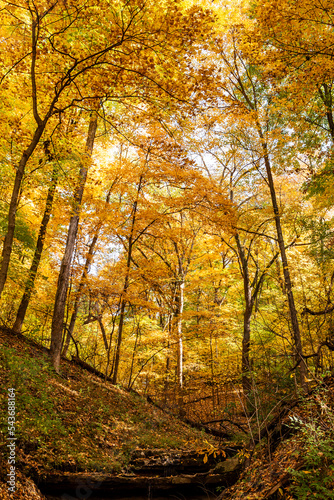 Colorful Autumn hillside with small stream and bright yellow and orange foliage taken in Creve Coeur Park in Creve Coeur  MO near St. Louis  MO 