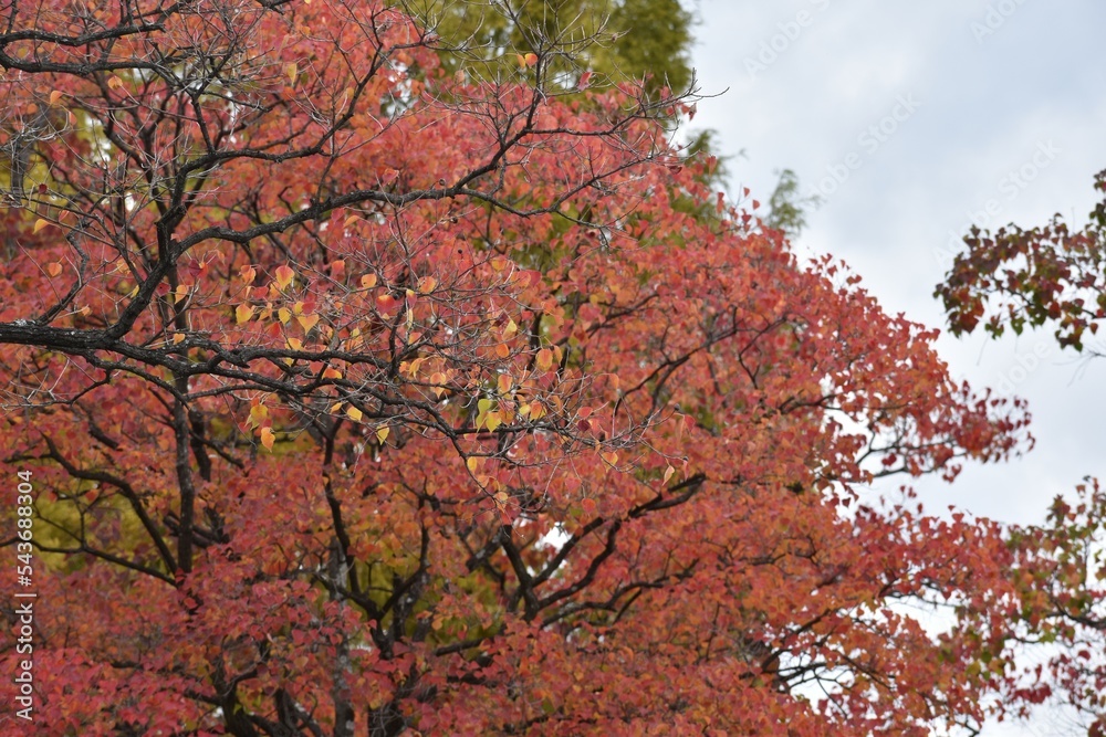 公園の色とりどりの紅葉 公園の色とりどりの紅葉