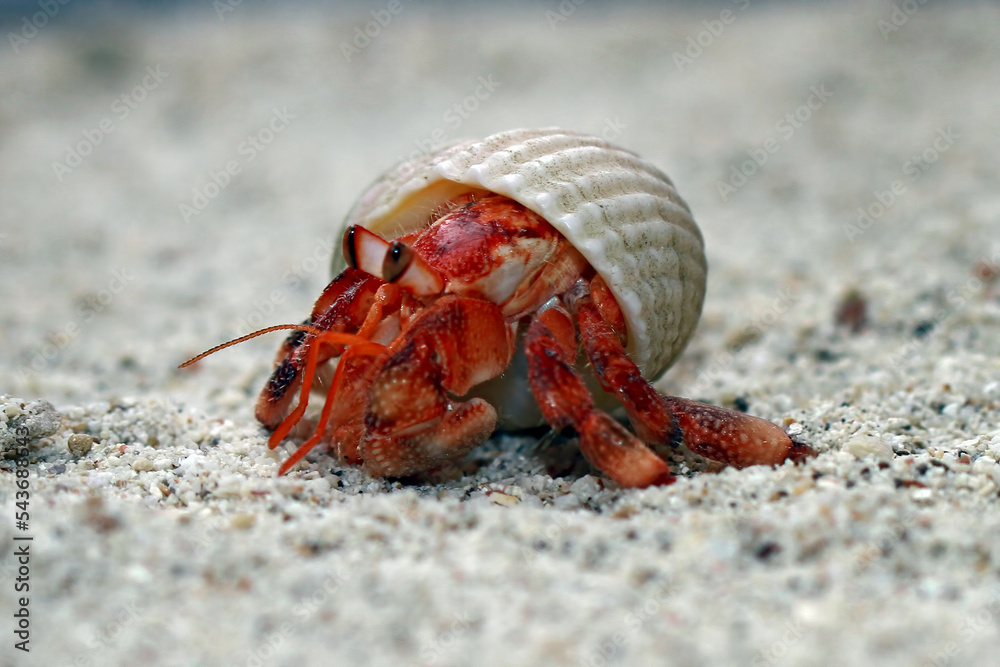 Hermit Crab, Common Name in indonesia is Kelomang