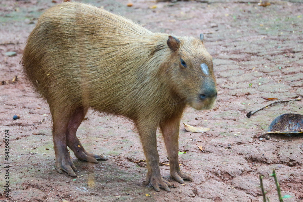 Capybara (Hydrochoerus hydrochaeris) at Ragunan Zoo, Jakarta. Capybara (Hydrochoerus hydrochaeris) at Ragunan Zoo, Jakarta.