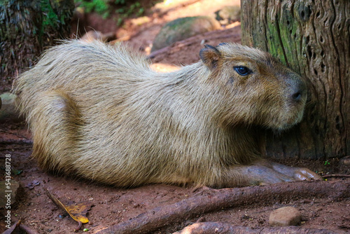 Capybara (Hydrochoerus hydrochaeris) at Ragunan Zoo, Jakarta. photo