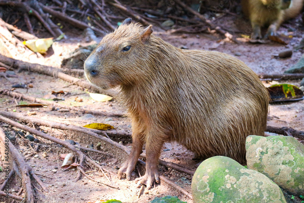 Capybara (Hydrochoerus hydrochaeris) at Ragunan Zoo, Jakarta. Capybara (Hydrochoerus hydrochaeris) at Ragunan Zoo, Jakarta.