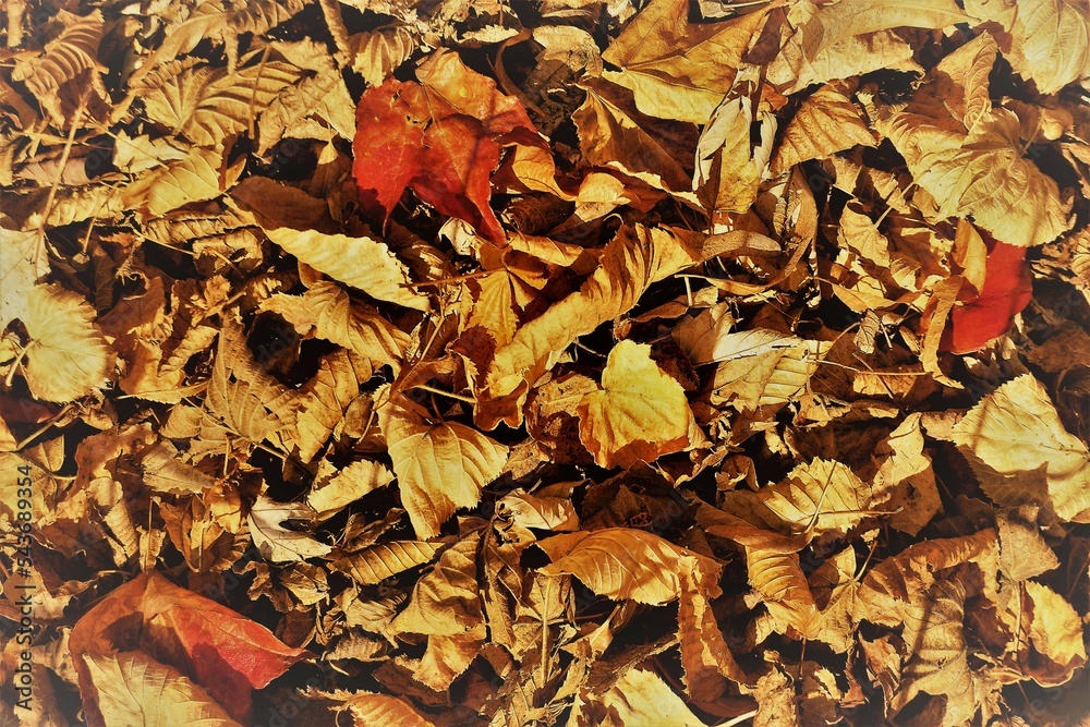 Rotbraunes Laubblatt auf Bodenfläche mit goldbraunen Laubblättern bei Sonne am Nachmittag im Herbst Rotbraunes Laubblatt auf Bodenfläche mit goldbraunen Laubblättern bei Sonne am Nachmittag im Herbst