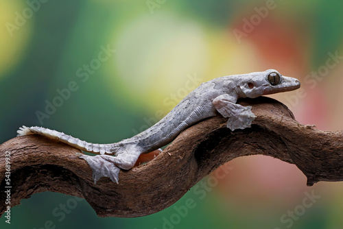 Flying gecko on the branch wood photo