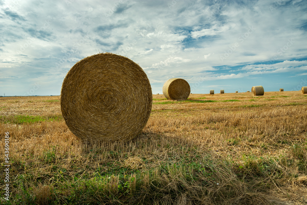 Round straw bales in the field in summer Round straw bales in the field in summer