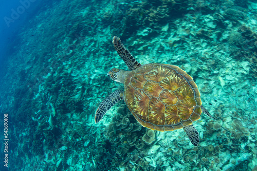 Fotografija A Green sea turtle, Chelonia mydas, swims over a coral reef in Komodo National Park, Indonesia