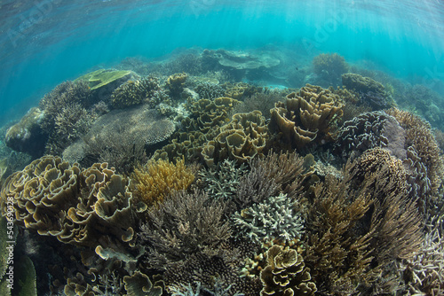 A diverse array of corals compete for space on a shallow, healthy reef near Komodo, Indonesia. This area is within the Coral Triangle, a region known for its extraordinary marine biodiversity.