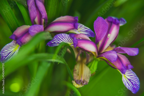 Iris graminea on blurred background.  photo