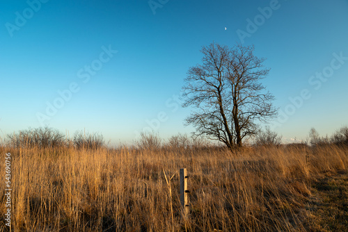 A large tree without leaves and a dry meadow