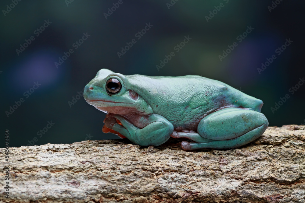 Dumpy frog, Green tree frog on the branch Dumpy frog, Green tree frog on the branch