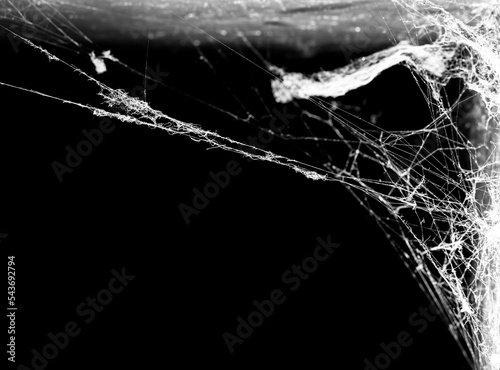 spider web on a dark background