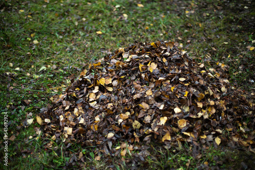 Leaves on grass. Cleaning leaves. Pile lies on lawn.