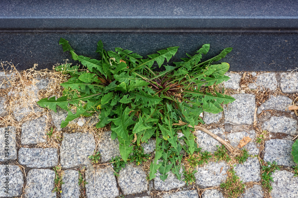 Weeds push through the granite stone pavement next to the marble curb ...