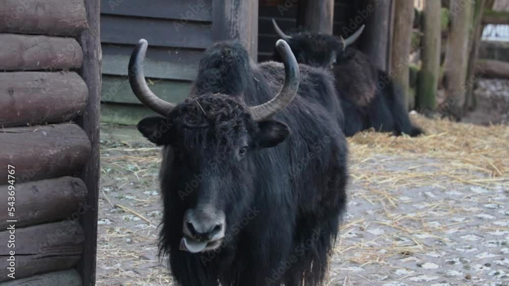 Cute black yak chews food. Licks the tongue. Domestic yak. Yak is an