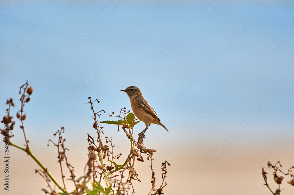 European stonechat bird. Saxicola rubicola European stonechat bird. Saxicola rubicola
