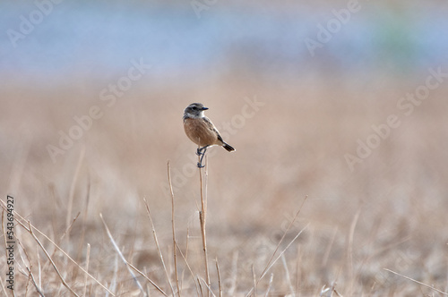 European stonechat bird. Saxicola rubicola photo