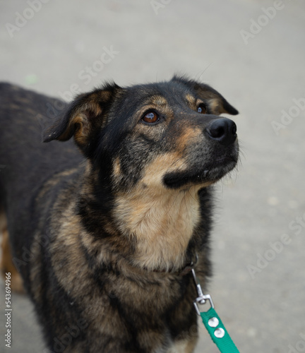stray dog on a black leash