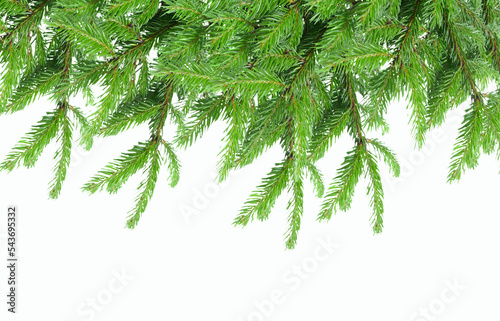 Chrisrmas tree branches isolated on white 
