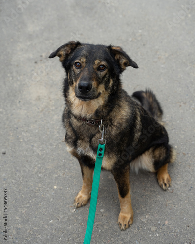 stray dog on a black leash
