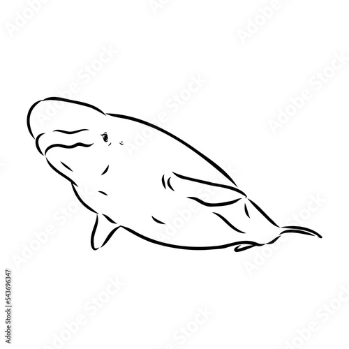 Hand drawn vector beluga whale. Sketch engraving illustration of whale. beluga whale vector sketch illustration