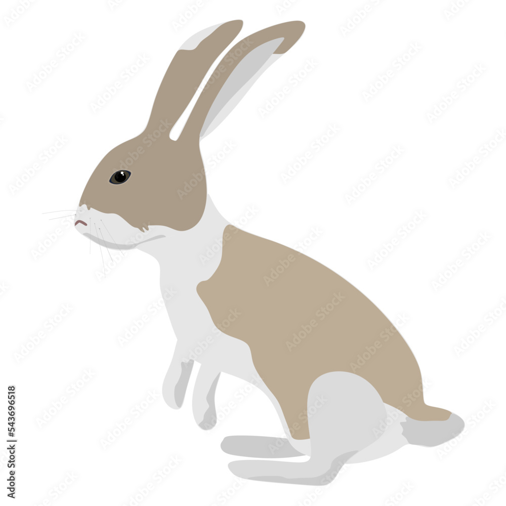 Vector of cute rabbit isolated on white background