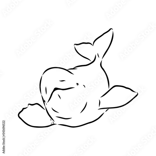 Canvastavla Hand drawn vector beluga whale