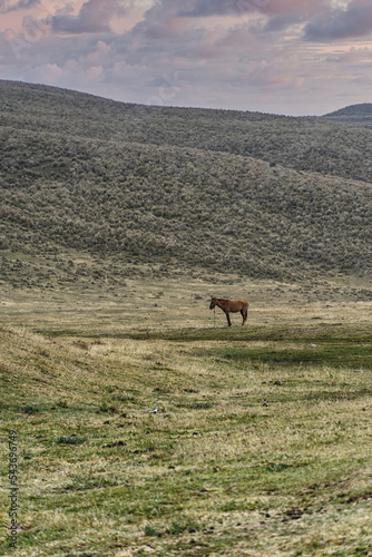 Lone horse next to Cotapaxi volcano photo