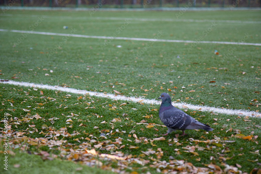 Fototapeta premium pigeon in the park
