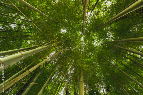 Fototapeta Naklejka Na Ścianę i Meble -  Tall Bamboo Stalks swaying in the wind