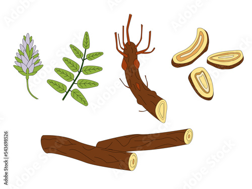 Set of Licorice plant, flowers, root and leaves. Medical herbs illustration.