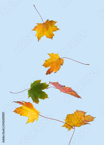 Autumn leaves fall isolated on blue background. Smartphone wallpaper. Minimal fall concept.