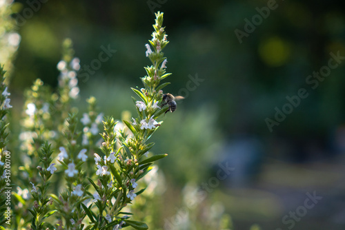 Wildbiene an Blüte von weiß blühendem Bohnenkraut in Kräuterspirale