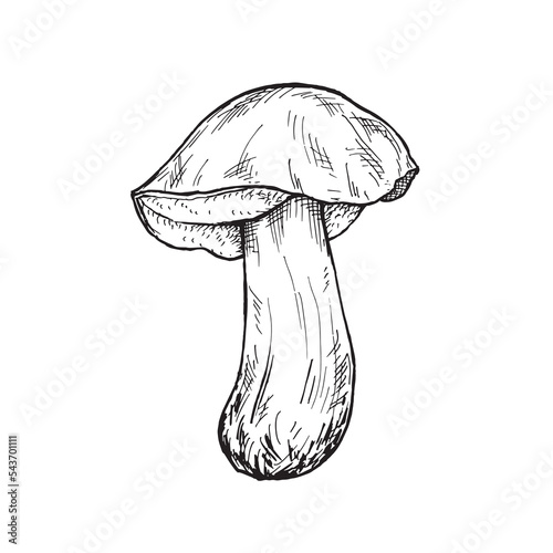 White mushroom sketch. Vector stock image.
