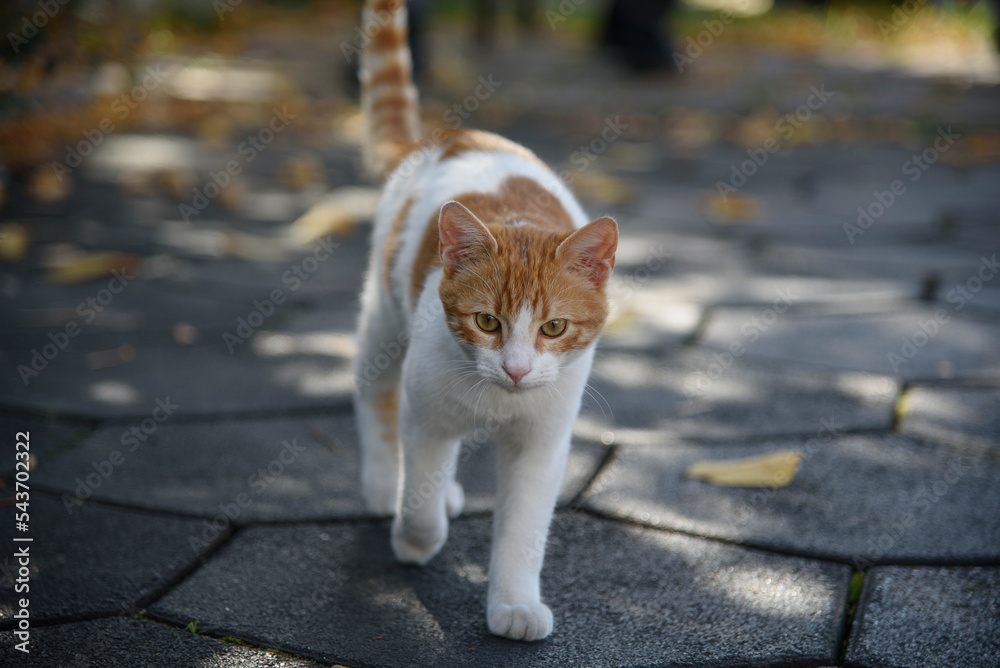 closeup portrait of young cat playing with kid