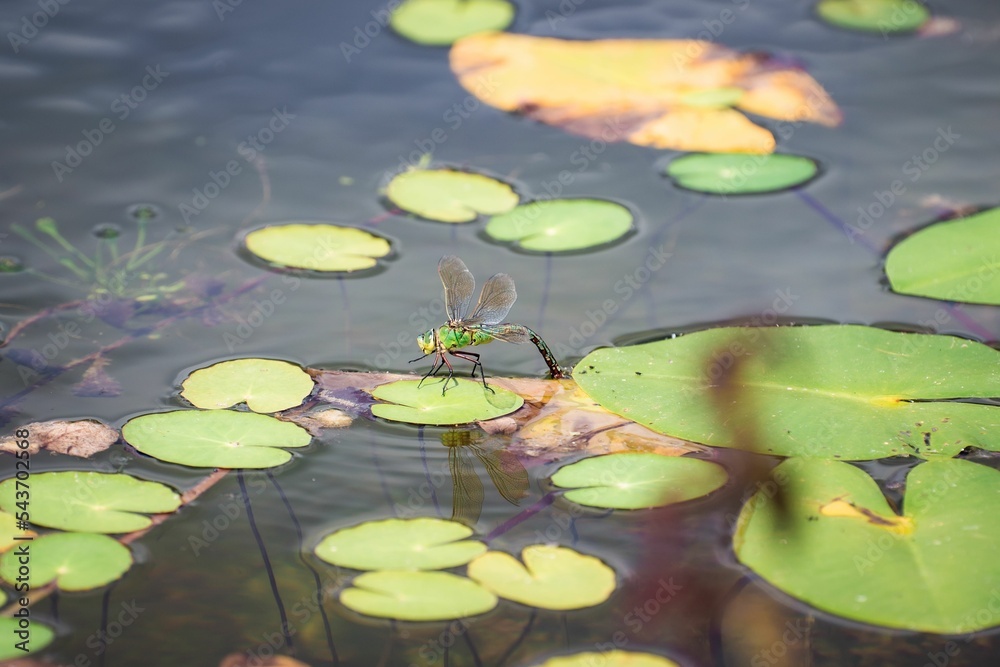 Closeup shot of the dragonfly laying eggs in a pond in Cambridgeshire