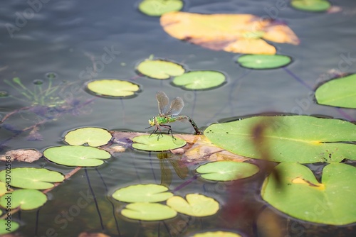 Obraz na płótnie Closeup shot of the dragonfly laying eggs in a pond in Cambridgeshire w salonie