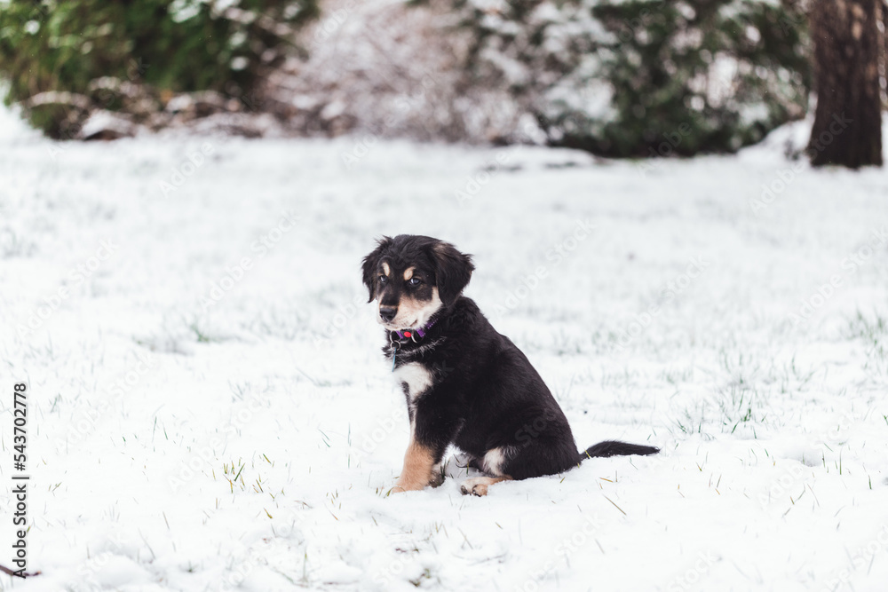 Young Cute Puppy Golden Retriever and Tibetan MAstiff Mix Mutt Playing in the Snow