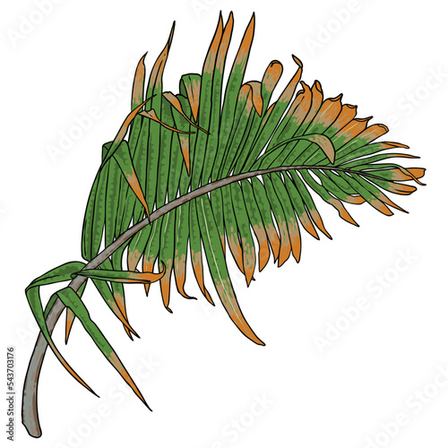 Jungle exotic tropical leaves, green natural palm leaf on white background. Vector.