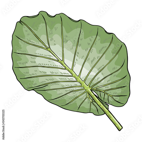 Green leaf of Elephant Ear or Giant Taro, Alocasia odora species, tropical rainforest foliage garden plant lush. Floral nature green exotic leaves. Vector. photo