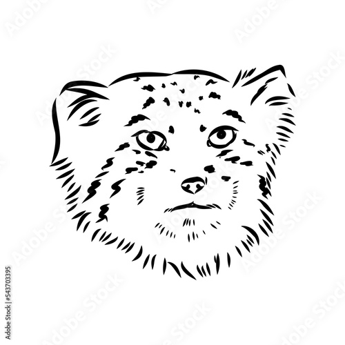 Photography vector manul wild cats graphic illustration manul the forest cat