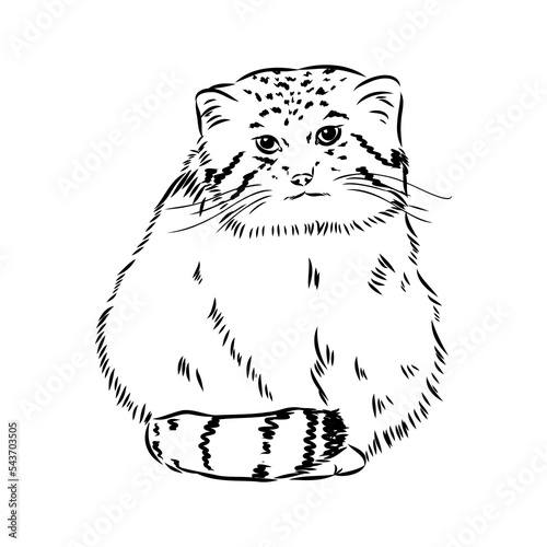 Photography vector manul wild cats graphic illustration manul the forest cat